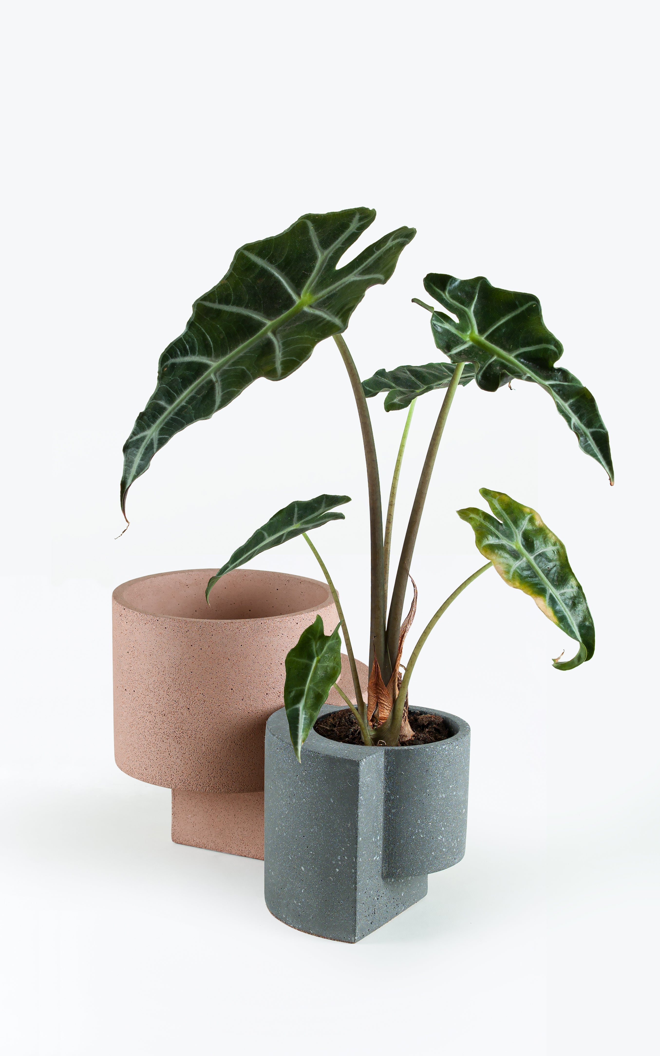 Platform Planters, The Contemporary Set (one Medium Coral and one Small Graphite)